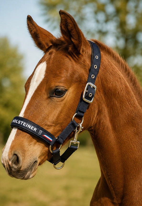 Holsteiner Elite Fohlenhalfter meets Eskadron