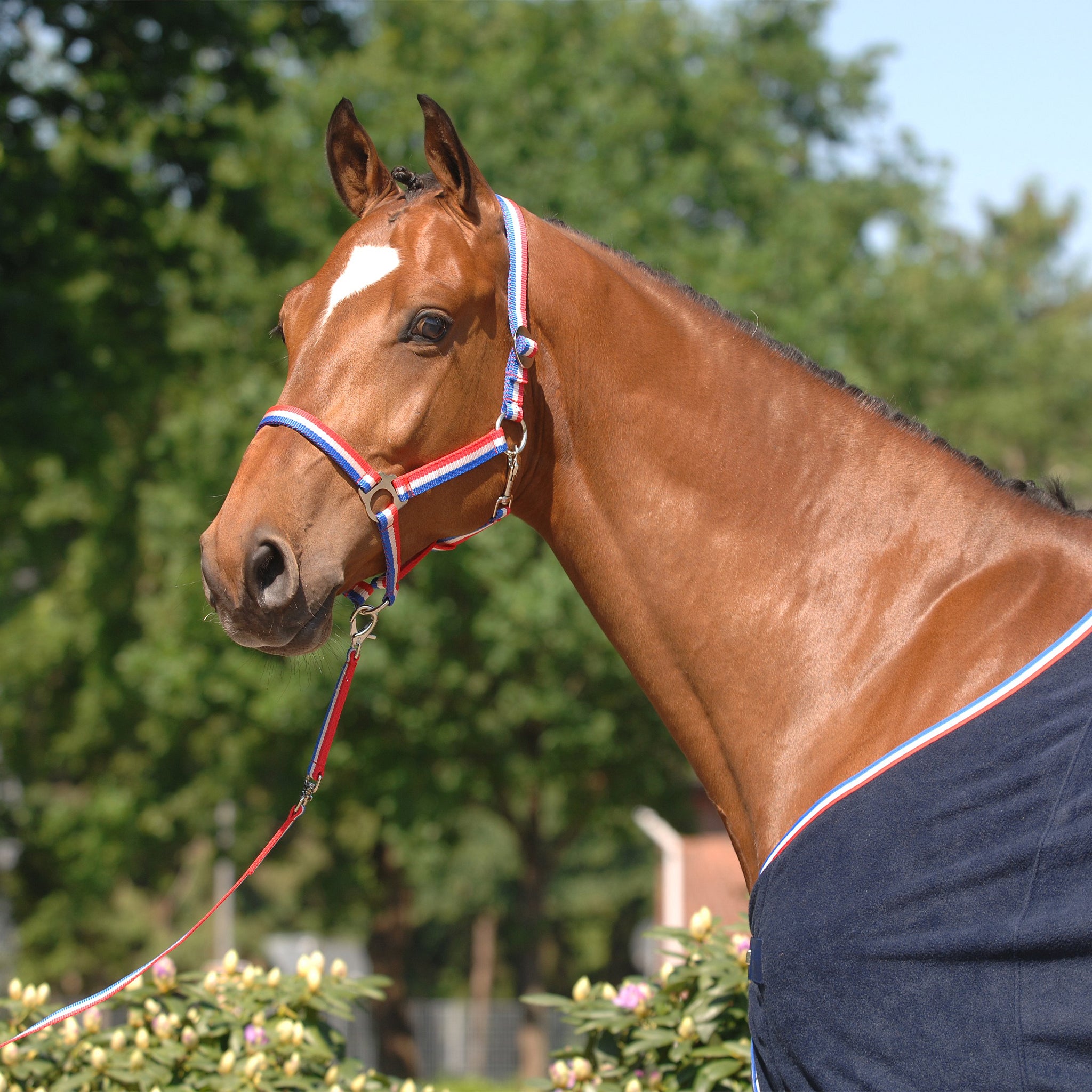 Holsteiner Halfter Tricolor