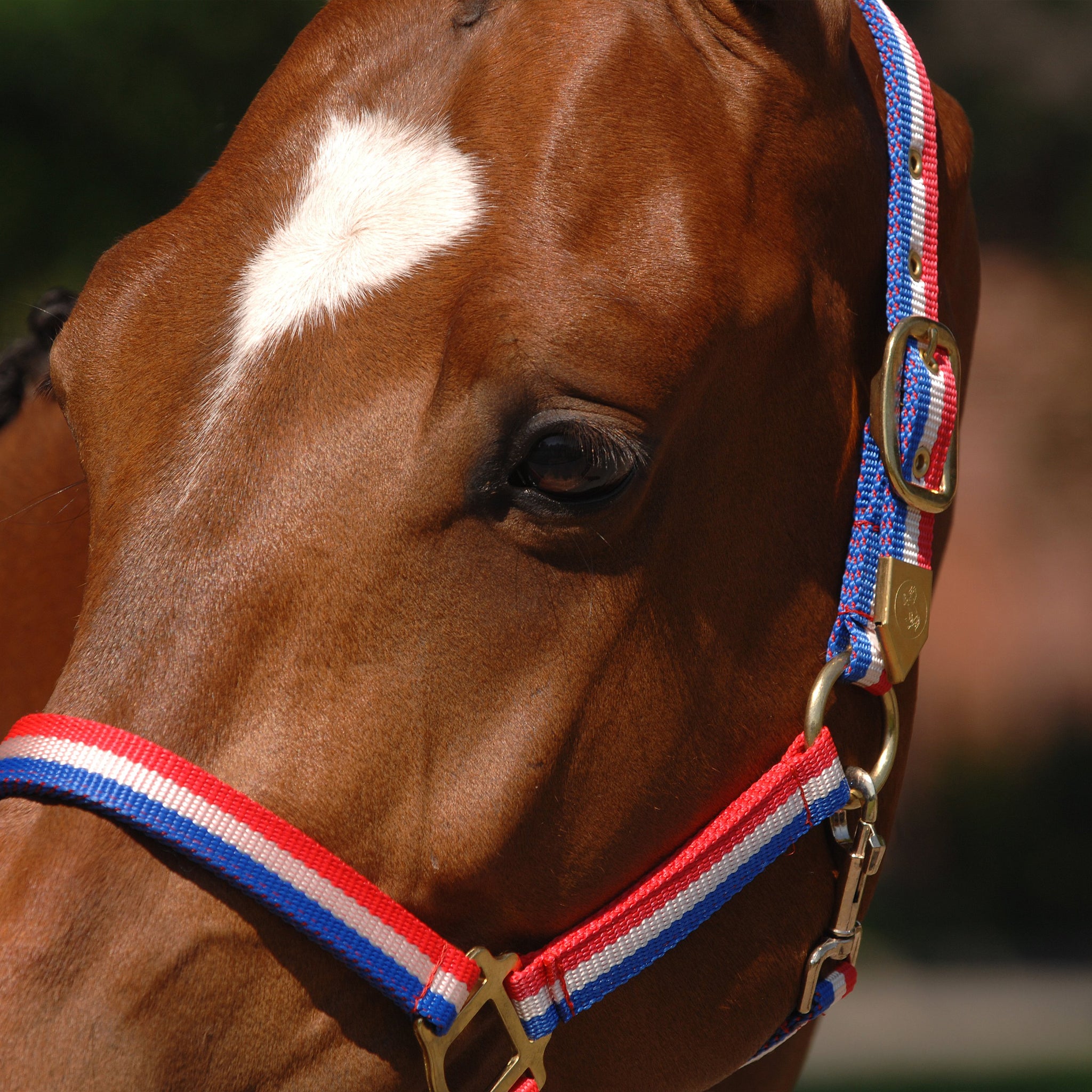 Holsteiner Halfter Tricolor Messing_15002