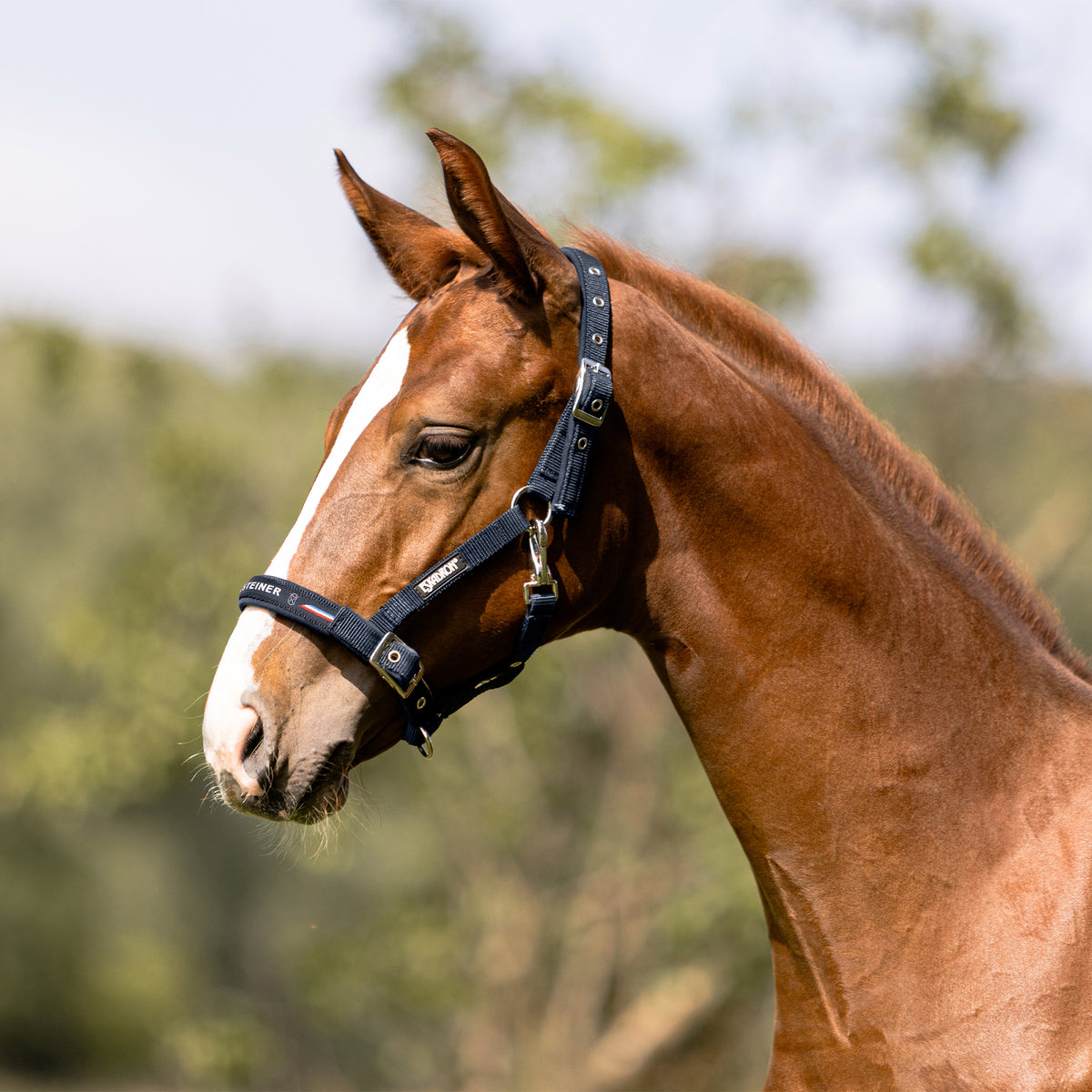 Holsteiner Elite Fohlenhalfter by Eskadron
