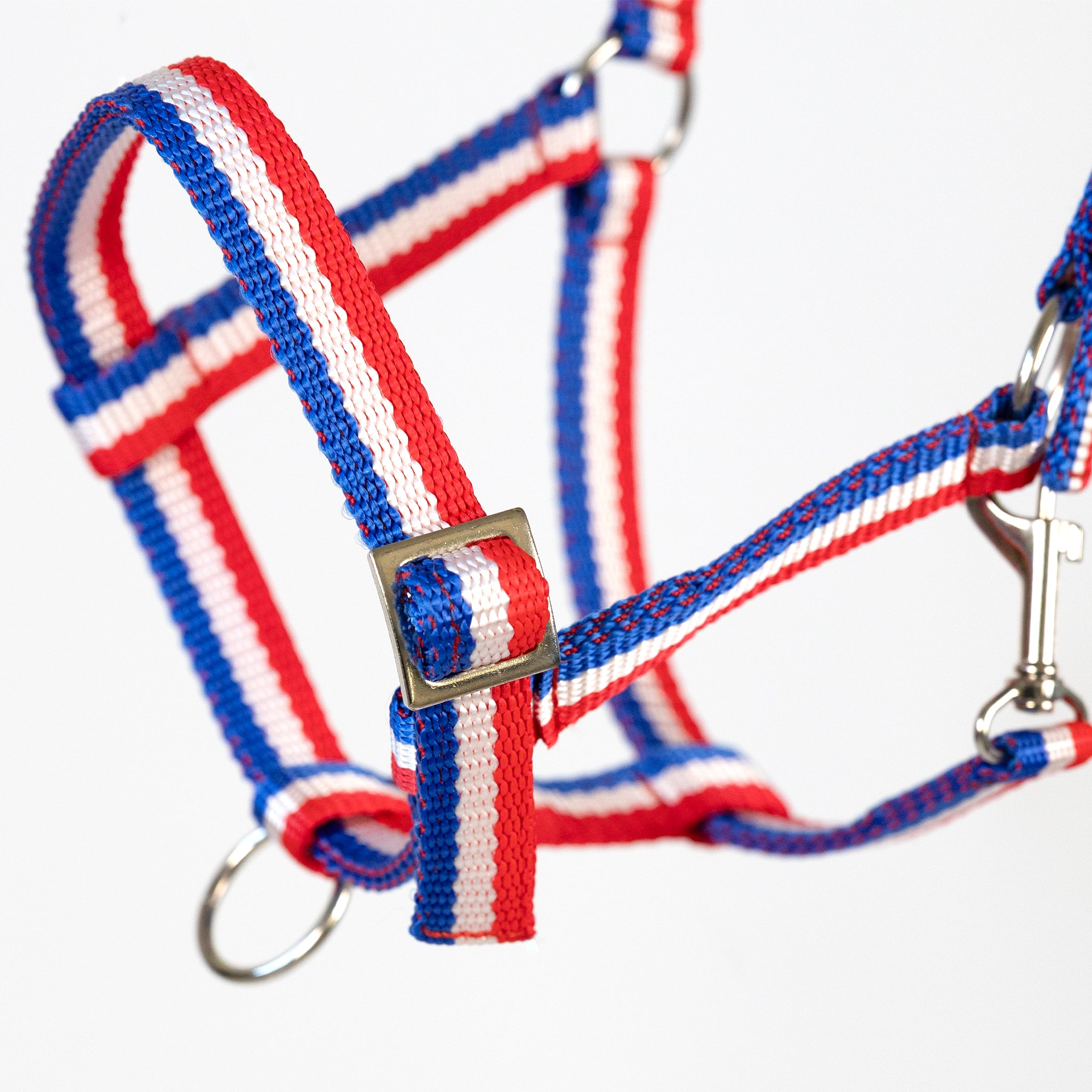 Holsteiner Tricolor Fohlen- und Jährlingshalfter