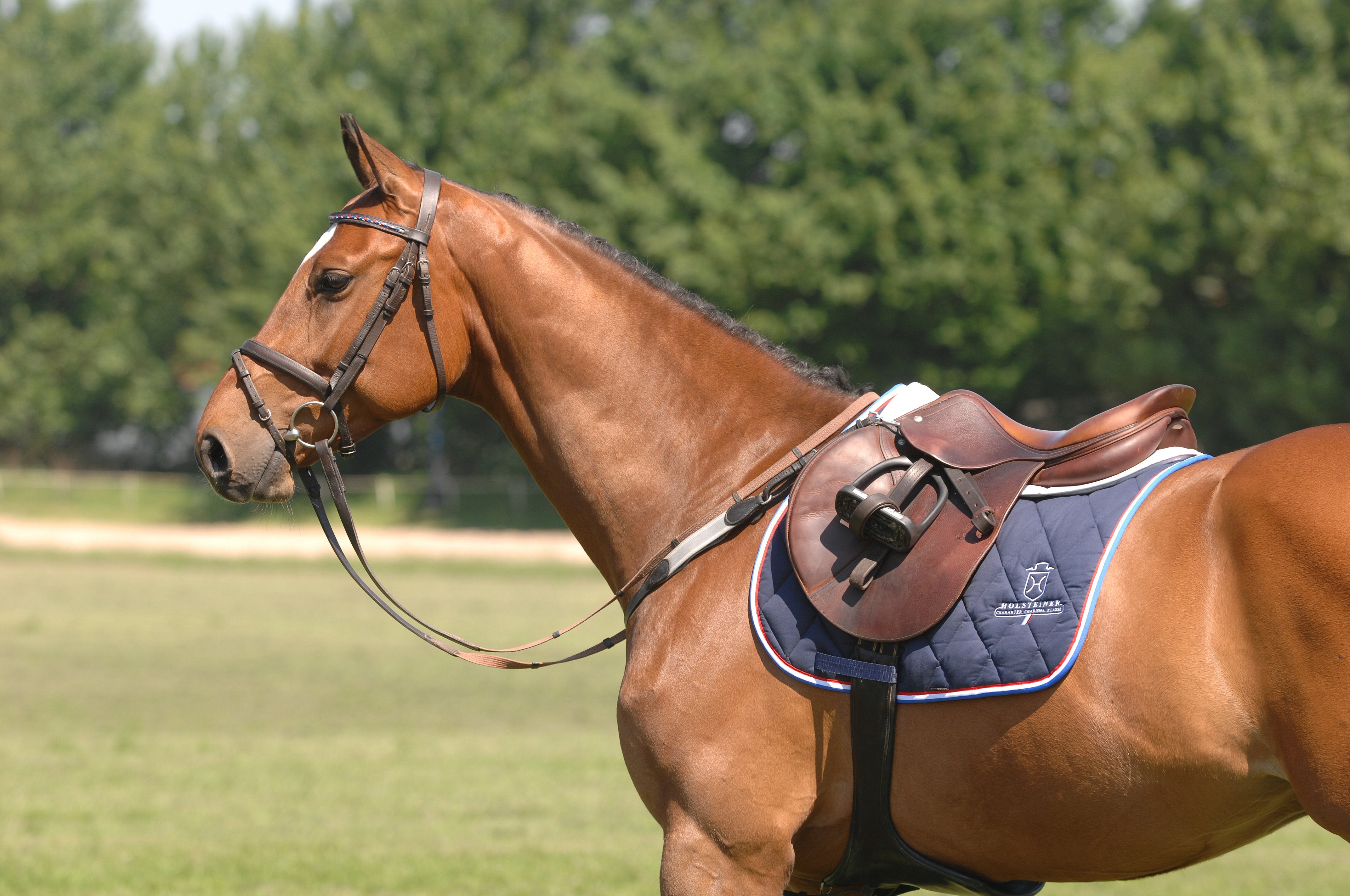 VS-Schabracke Holsteiner