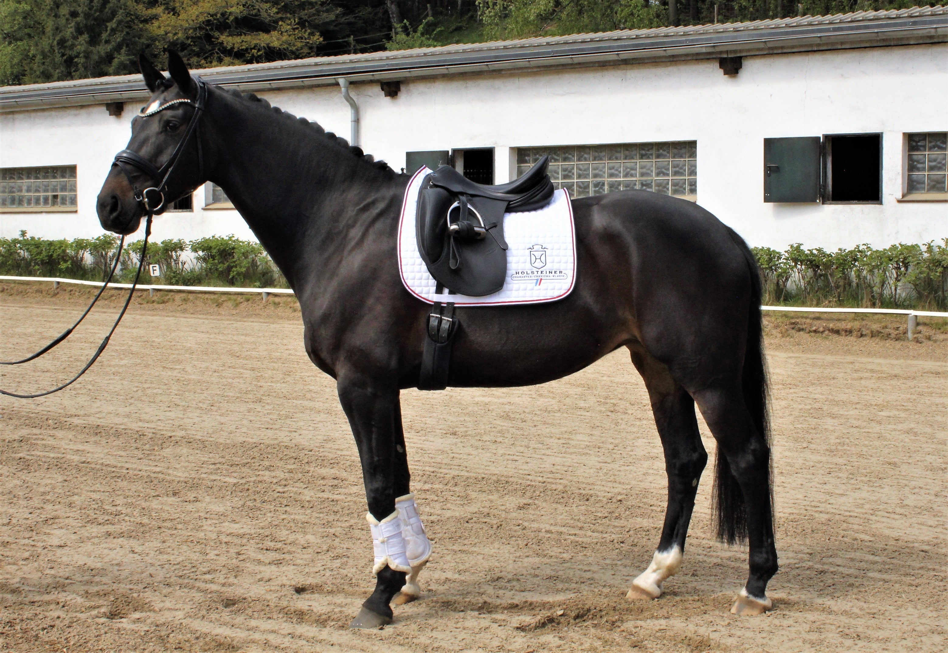 Dressurschabracke Holsteiner v. ESKADRON - weiß