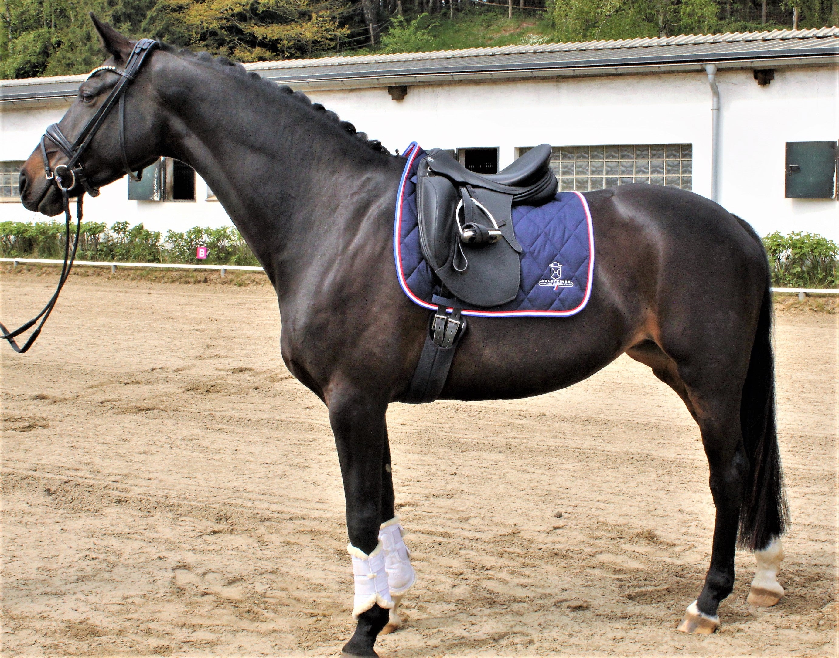 Dressurschabracke Holsteiner